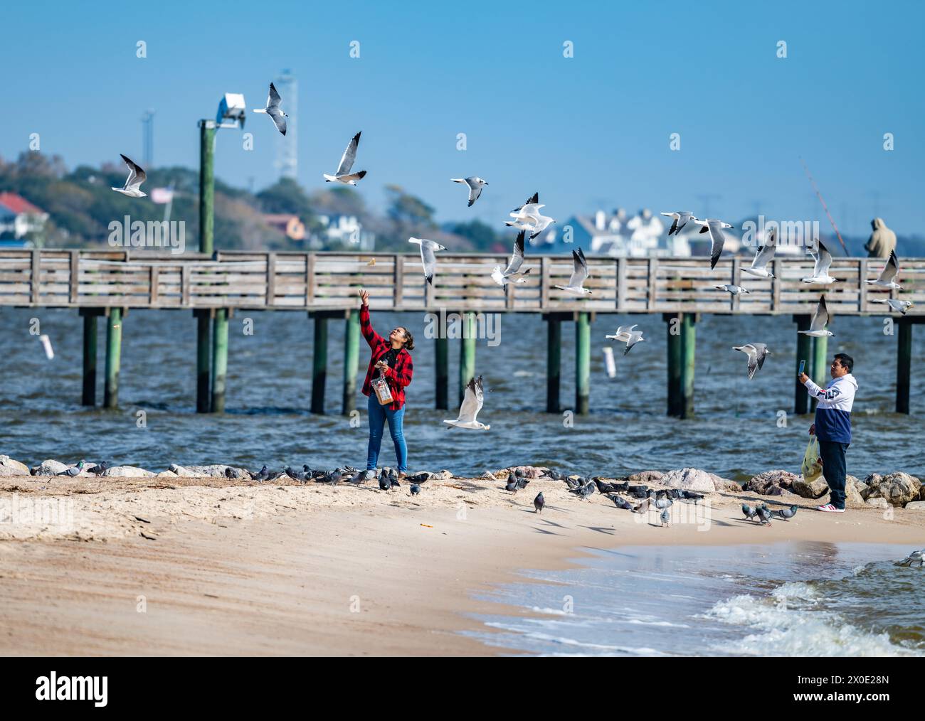 Una donna che dà da mangiare ai gabbiani sulla spiaggia. Galveston, Texas, Stati Uniti. Foto Stock