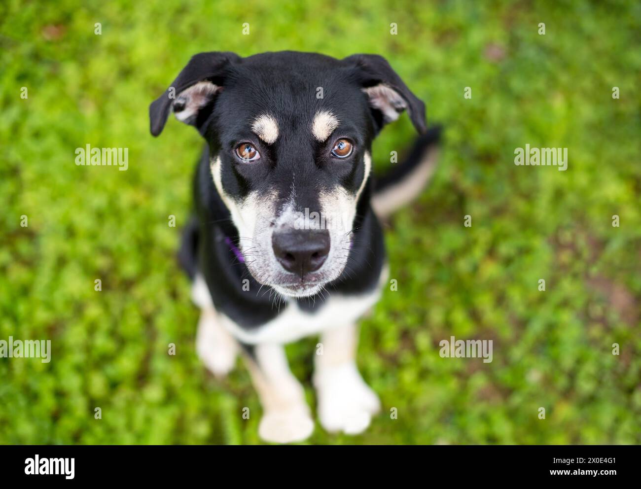 Un cucciolo di razza mista Husky x pastore tedesco seduto e che guarda la fotocamera Foto Stock