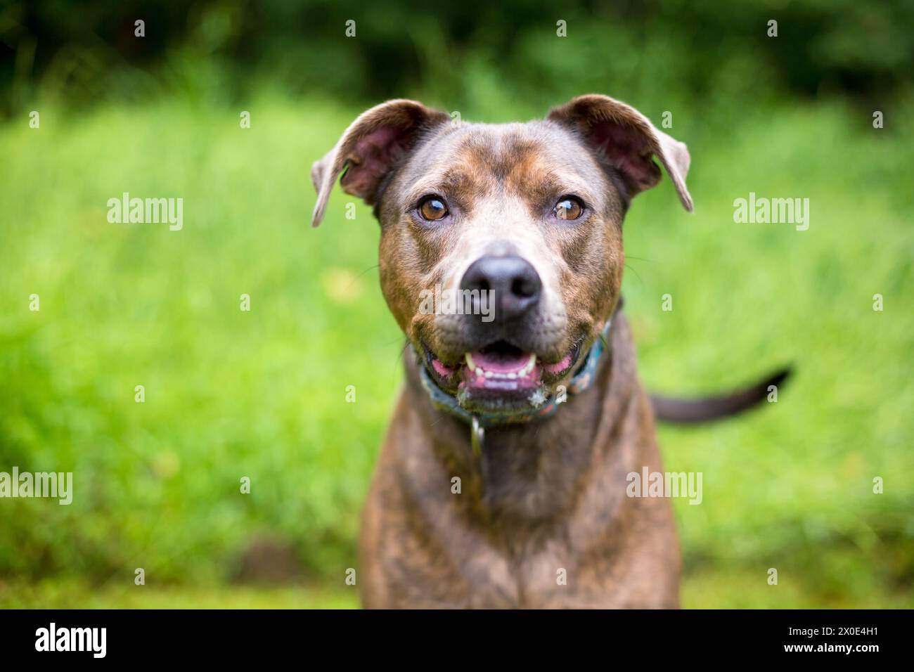 Un simpatico cane di razza mista brindle Pit Bull Terrier che guarda attentamente la telecamera Foto Stock
