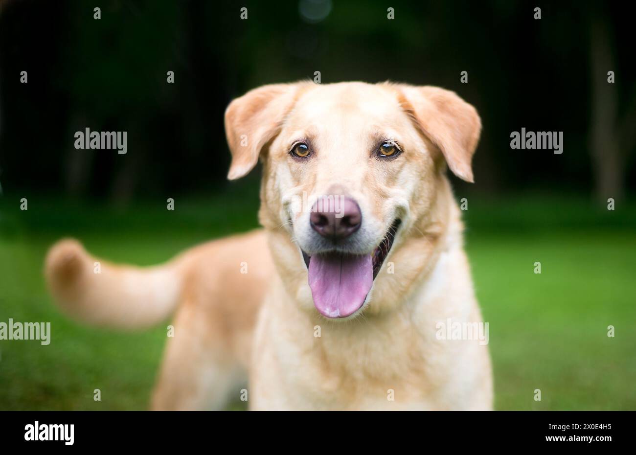 Un cane di razza mista Happy Labrador Retriever x Golden Retriever Foto Stock