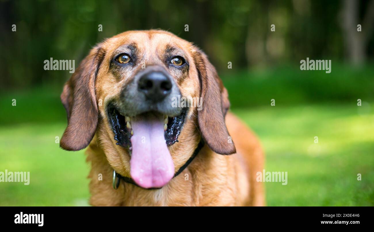 Un cane di razza mista Happy Basset Hound in piedi all'aperto a piantare Foto Stock