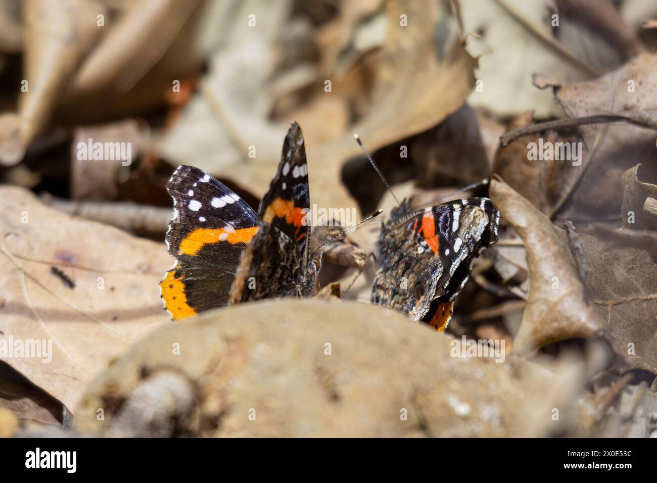 Un paio di farfalle rosse ammiraglio atterrano a terra. Foto Stock