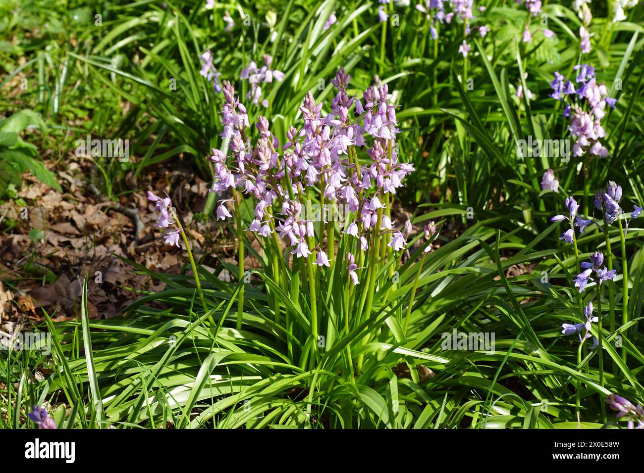 Giacinto di legno in fiore rosa, campanelli spagnoli (Hyacinthoides hispanica. Precedentemente Scilla campanulata). Sottofamiglia Scilloideae, famiglia Asparagaceae. Foto Stock