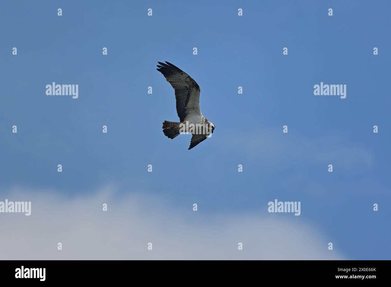 Osprey Pandion haliaetus pesca a Fife Scozia Foto Stock