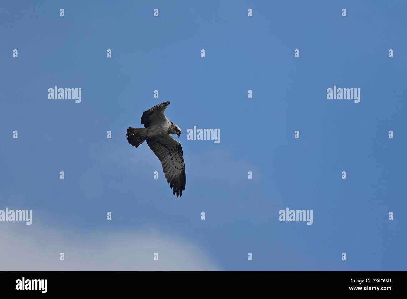 Osprey Pandion haliaetus pesca a Fife Scozia Foto Stock