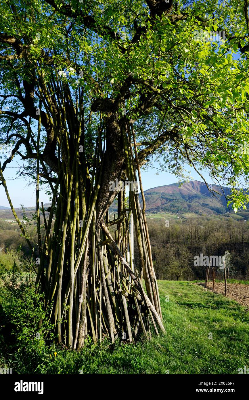 Vecchia fattoria bosniaca, bosco su albero in primavera con erba verde e prima foglia accanto ai tradizionali terreni agricoli di Doboj, Gostilj, Ozren, Boljanic Foto Stock