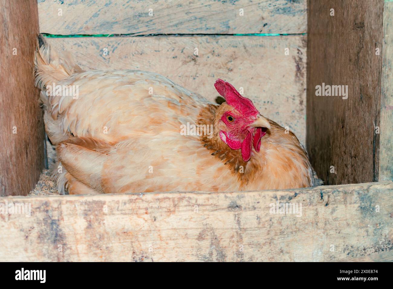 primo piano delle uova di gallina creola che depongono nel pollaio Foto Stock