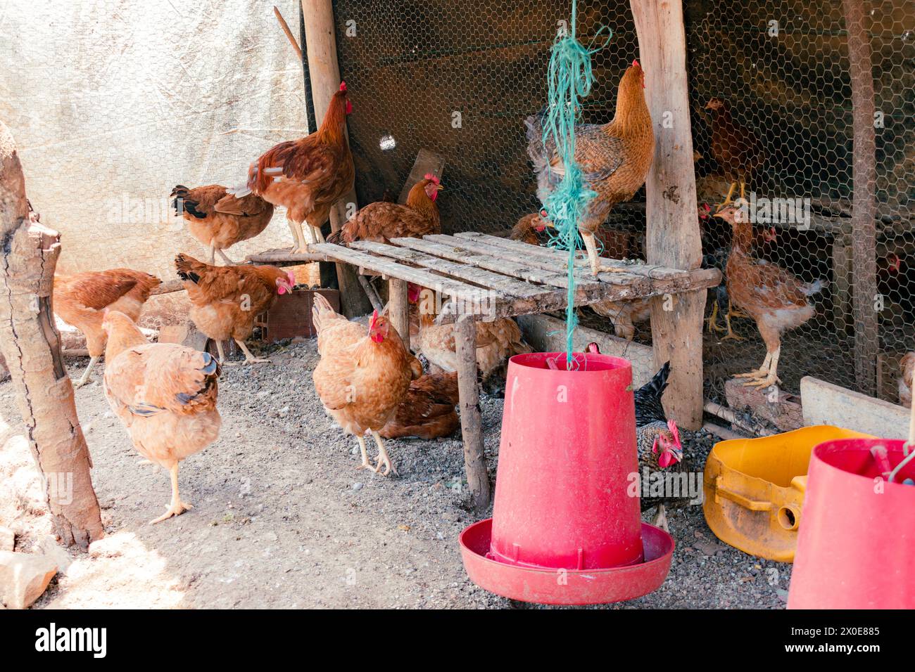 Vista generale di una penna di pollo in una fattoria contadina latina Foto Stock