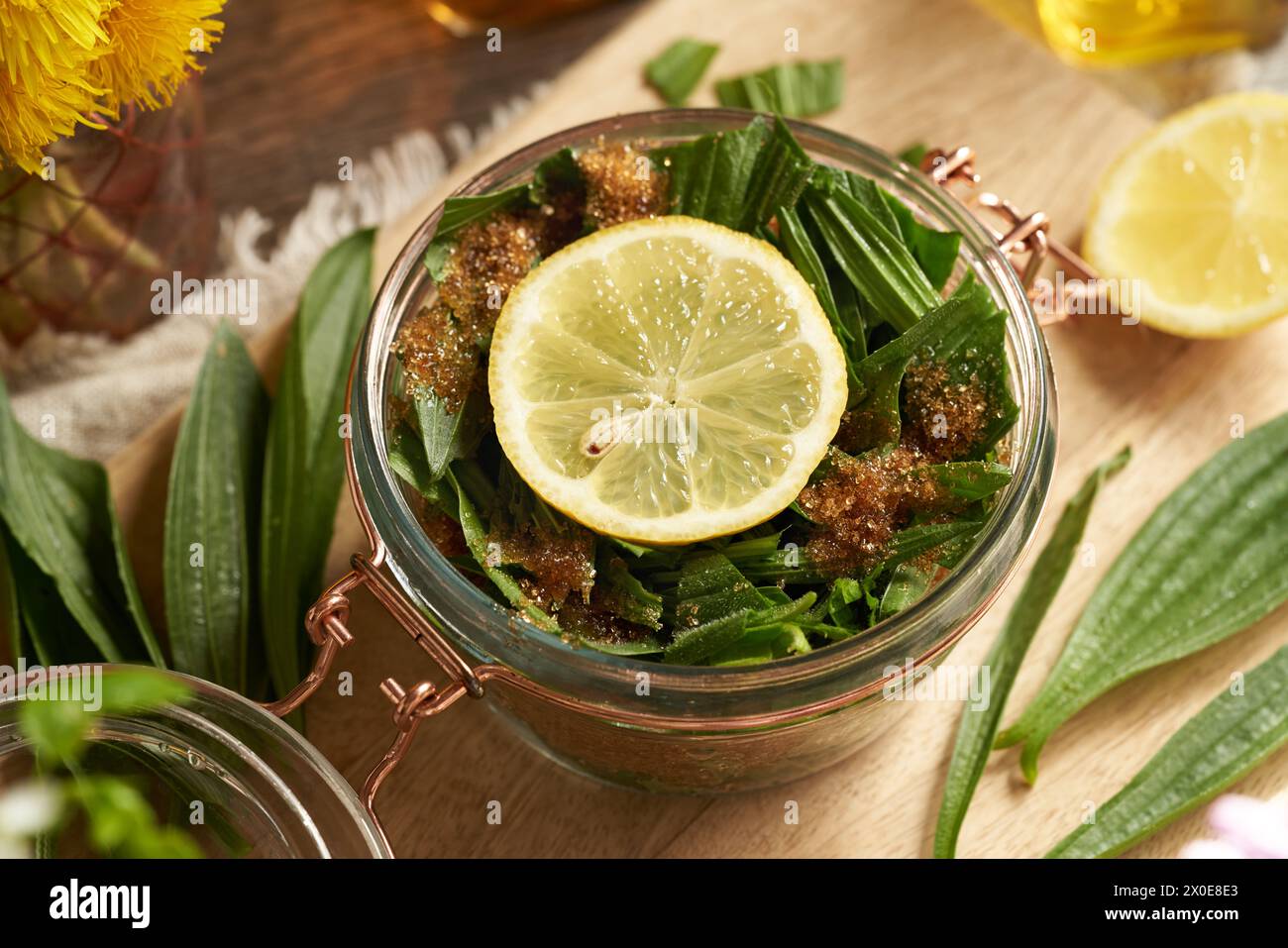 Preparazione dello sciroppo di piantagione di Ribwort per tosse da foglie fresche raccolte in primavera, zucchero e limone Foto Stock