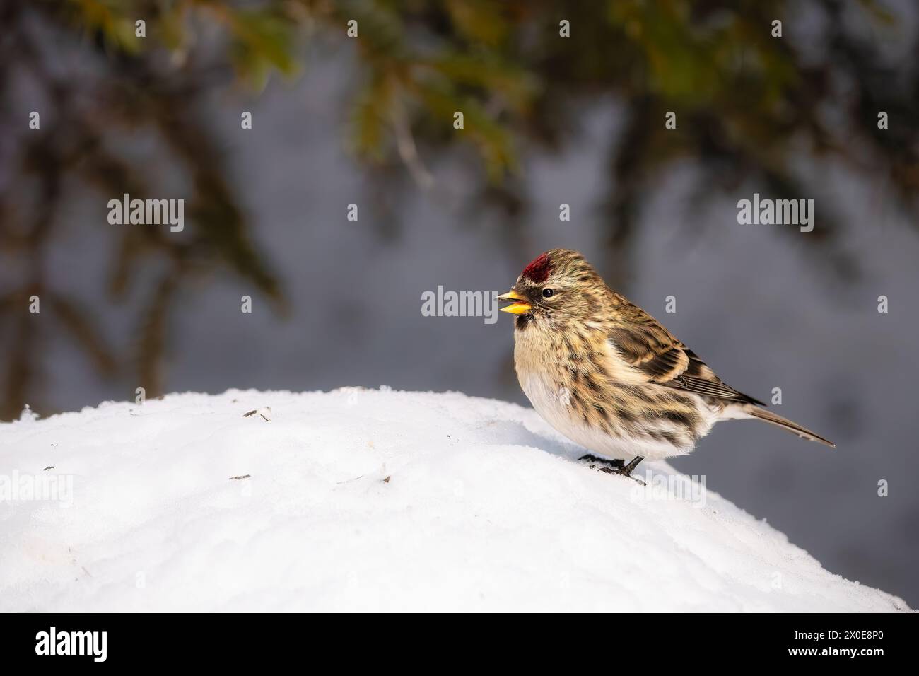 Raccolta di Redpoll comune sui semi di girasole nell'Alaska centro-meridionale. Foto Stock