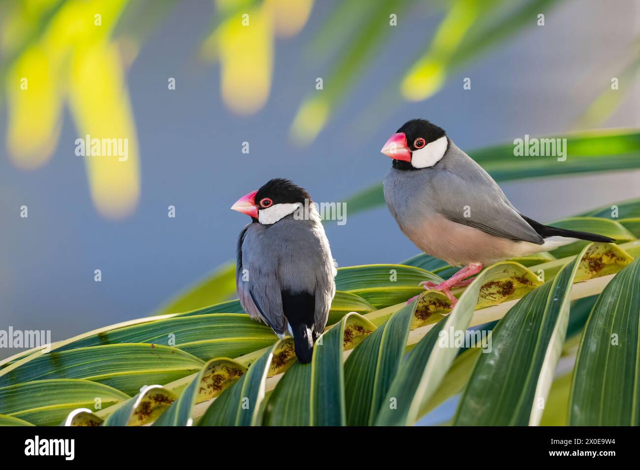 Java Sparrows arroccato su una palma sulla grande Isola delle Hawaii. Foto Stock