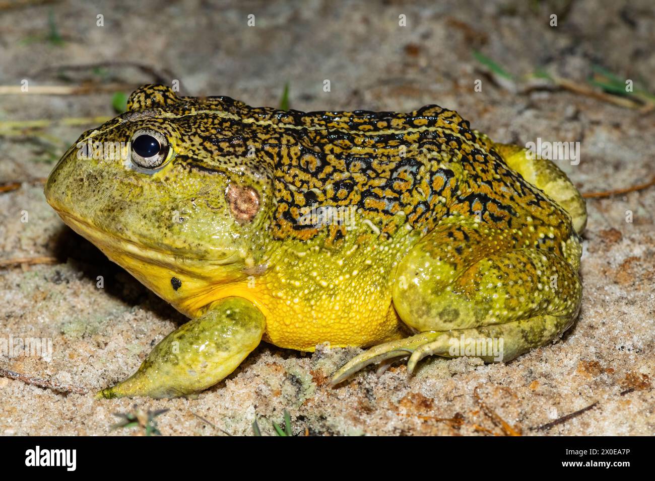 Il bullfrog africano di recente scoperta, il bullfrog di Beytell (Pyxicephalus beytelli), trovato nello Zambia occidentale Foto Stock