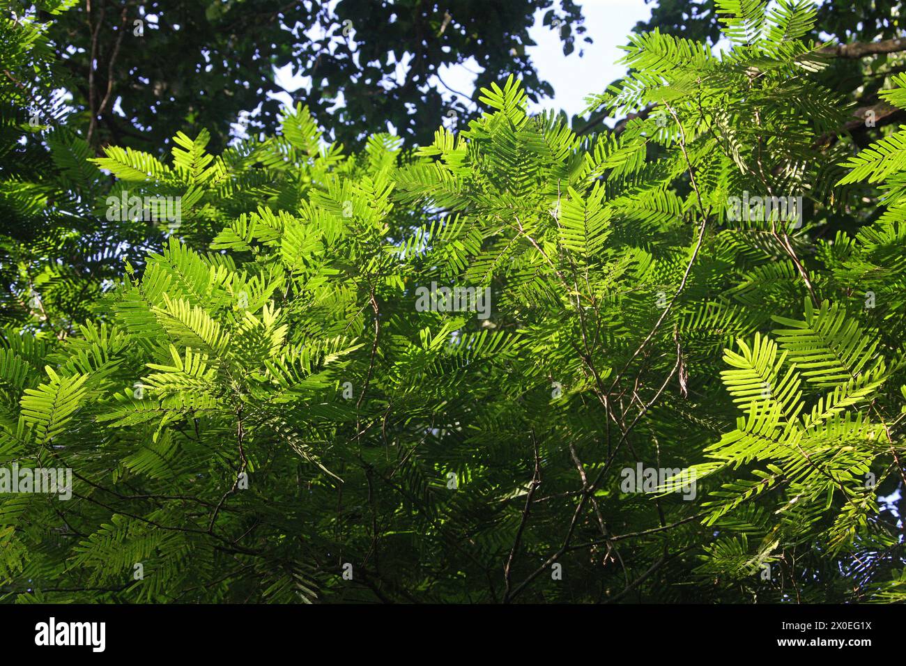 Pracaxi, Pentaclethra macroloba, Fabaceae. Tortuguero, Costa Rica. Foto Stock