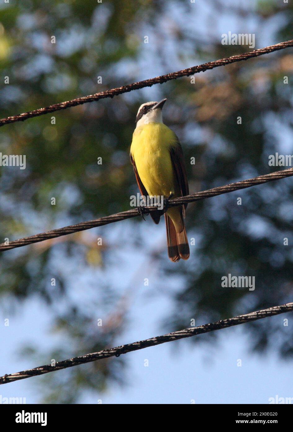 Grande Kiskadee, Pitangus sulfuratus, Tyrannidae. Tortuguero, Costa Rica. Foto Stock