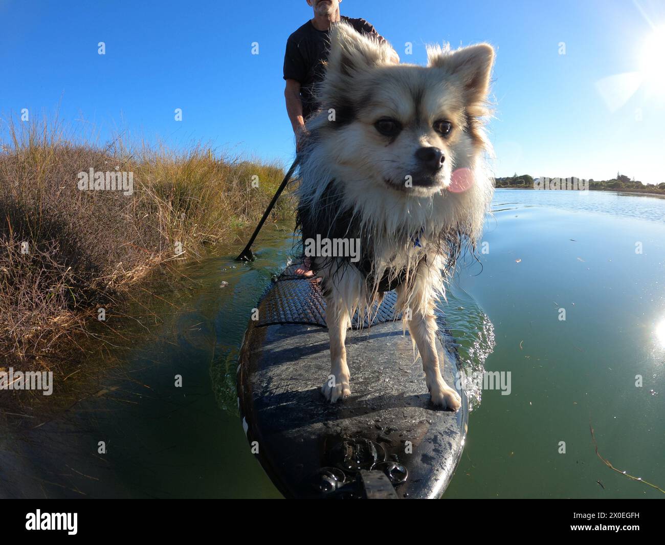 Paddle boarding per cani in SUP sul fiume Foto Stock