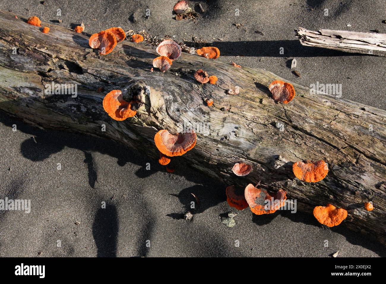 An Orange Bracket Fungus, Pycnoporus sanguineus, Polyporaceae. Tortuguero, Costa Rica. Foto Stock