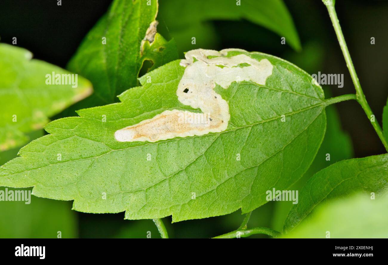 Foglie di olmo americano (Ulmus americana) con danni agli insetti dei minatori di foglie, orticoltura di controllo dei parassiti orticoltura giardinaggio concetto di agricoltura. Foto Stock