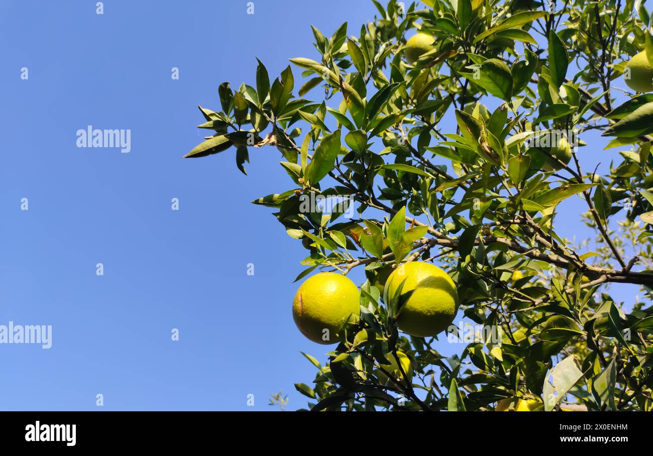 Arancio con frutti e sfondo cielo Foto Stock