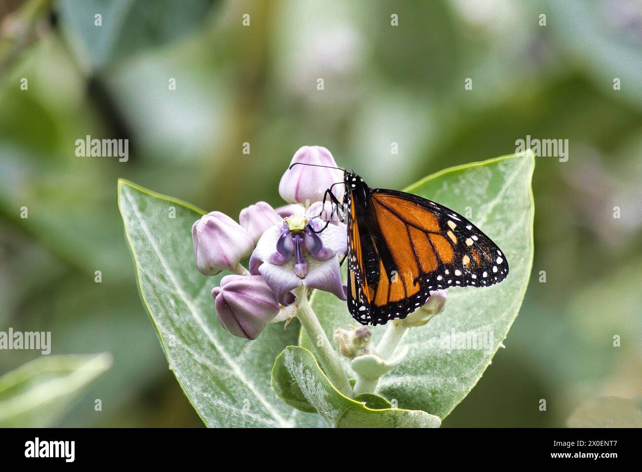Una bellissima farfalla monarca sorseggiando il nettare da una fioritura di fiori di corona. Foto Stock