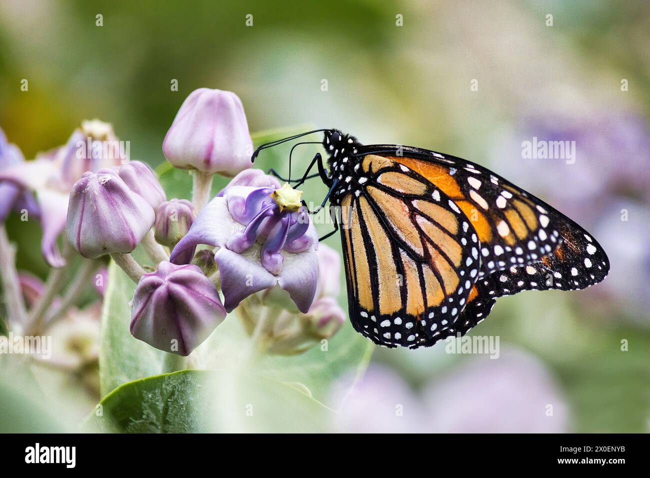 Primo piano estremo di un Butterflt monarca sorseggiando il nettare da un fiore di corona. Foto Stock