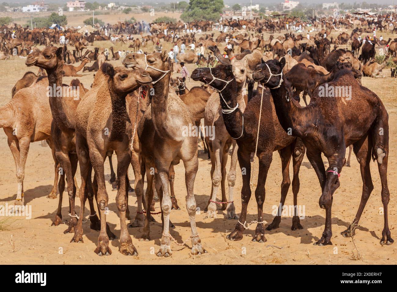 Cammelli a Pushkar Mela (Pushkar Camel Fair), India Foto Stock