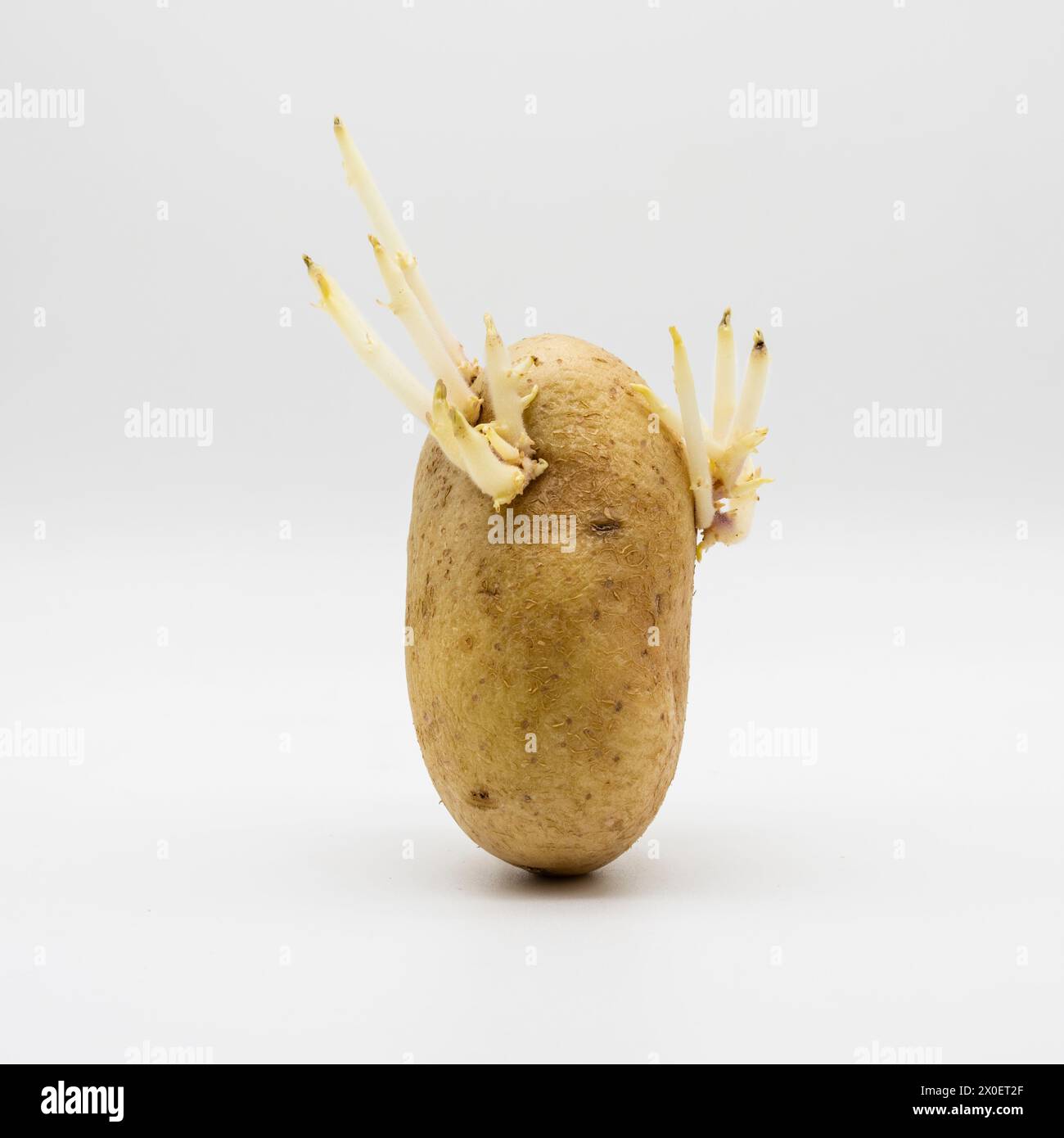 Patatas viejas con brotes, aislado en blanco Foto Stock