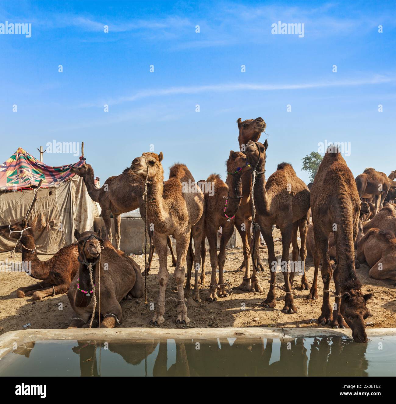 Cammelli a Pushkar Mela (Pushkar Camel Fair), India Foto Stock