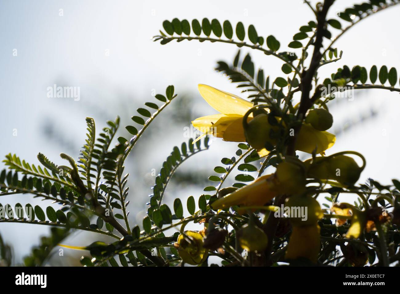 Immagine alta e retroilluminata dei fiori e del fogliame della nuova Zelanda kōwhai. Foto Stock