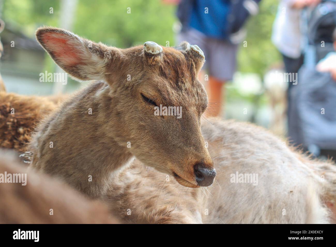 Cervo Sika, cervo giapponese, Nara Park, Nara, Giappone - Cervus nippon Foto Stock