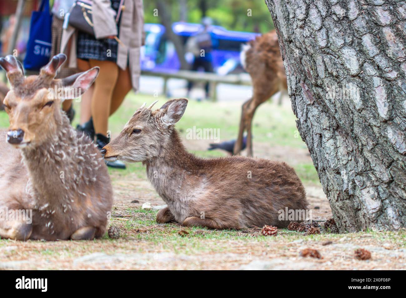 Cervo Sika, cervo giapponese, Nara Park, Nara, Giappone - Cervus nippon Foto Stock