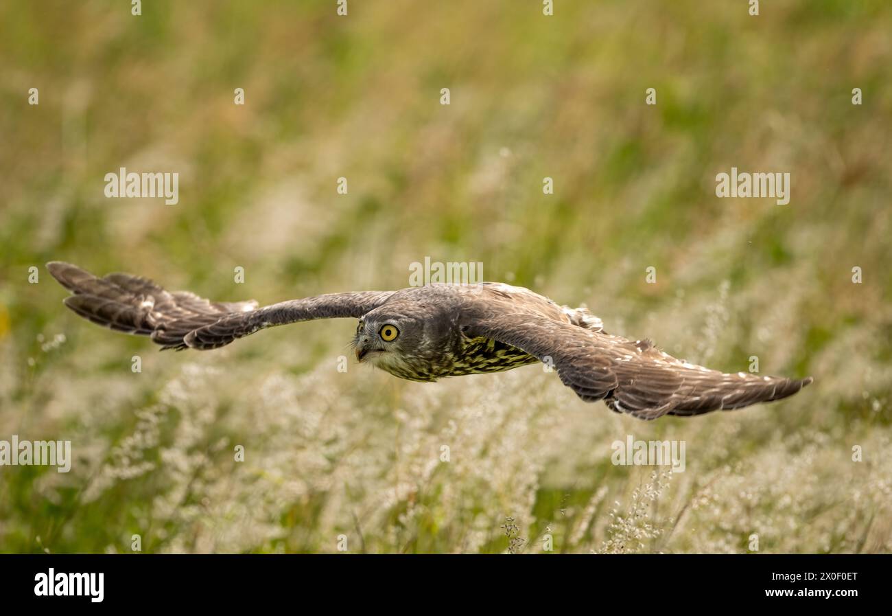 Gufo abbaia ( Ninox connivens ) in volo completo scivolando su un prato erboso. Foto Stock