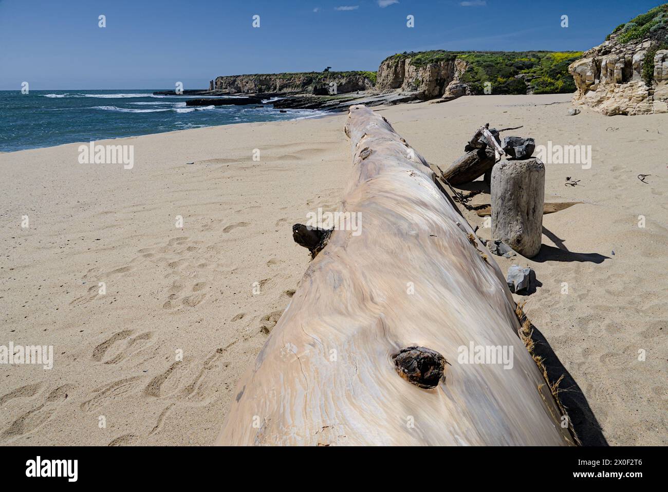 Un tronco di abbraccio a Four Mile Beach, Santa Cruz, California Foto Stock