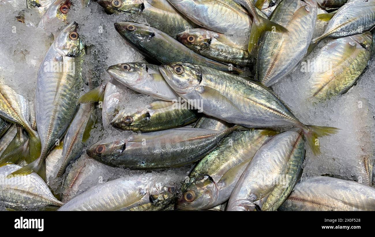Pesce ricoperto di ghiaccio. Vendita di pesce al mercato bagnato. Foto Stock