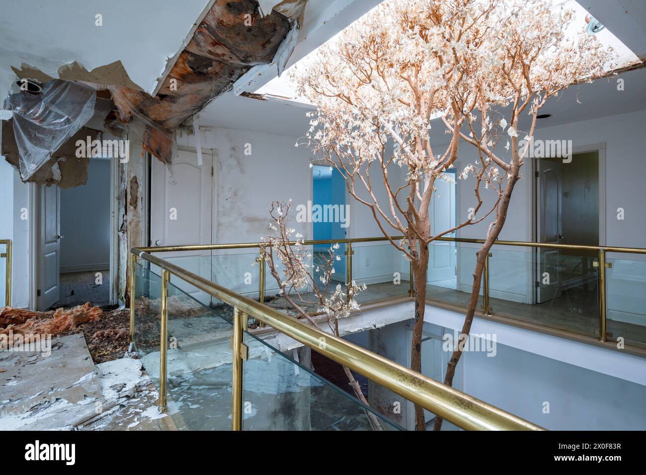 Un albero morto che cresce all'interno di un palazzo abbandonato. Foto Stock