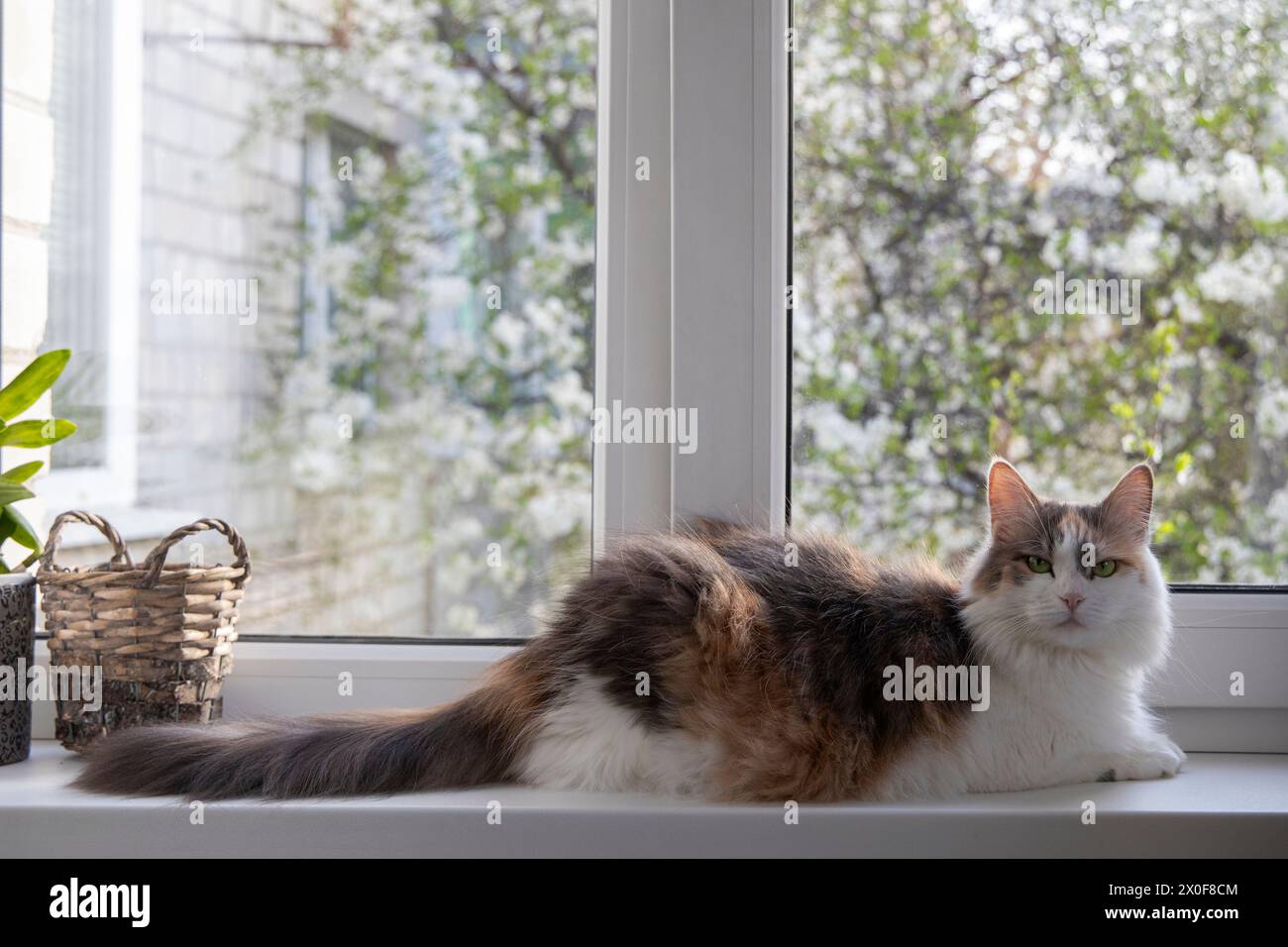 Adorabile gatto sul davanzale della finestra Foto Stock