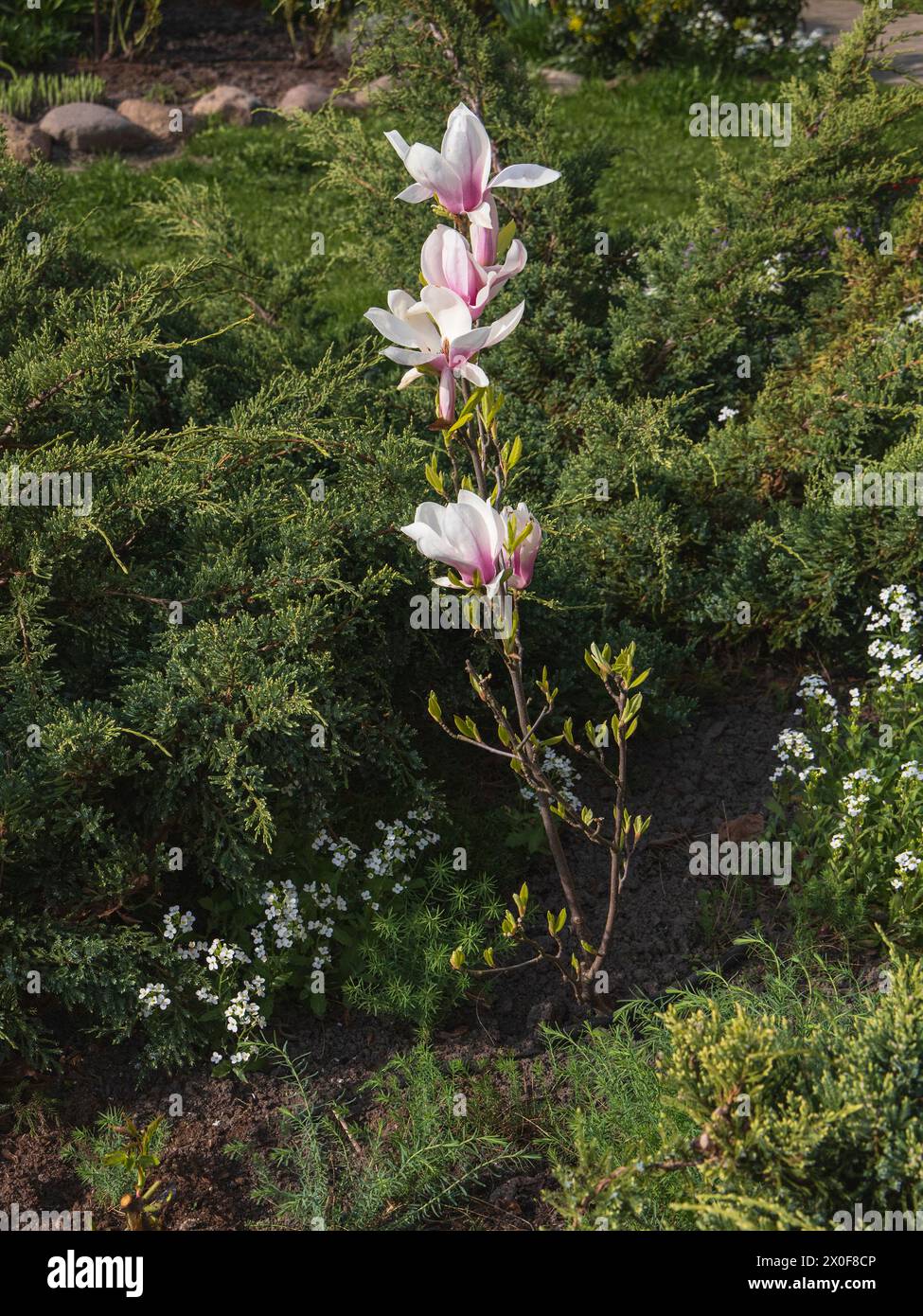 Fioritura del giovane albero di magnolia nel giardino Foto Stock