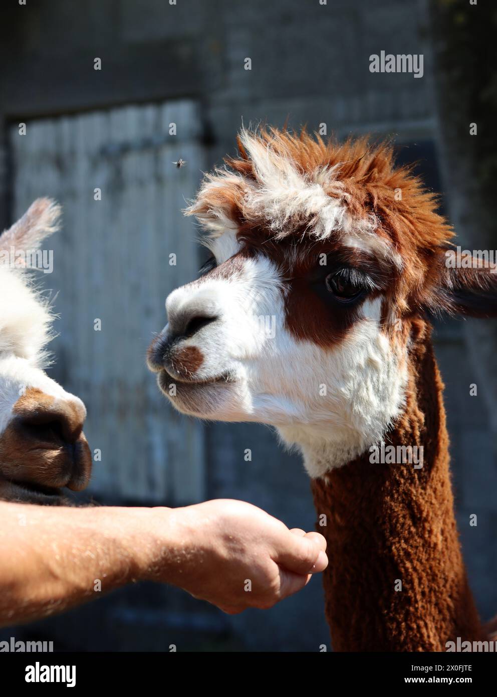 Bel ritratto di Alpaca da vicino. Animale addomesticato in un'azienda agricola. Vita di campagna olandese. Foto del giorno d'estate. Foto Stock