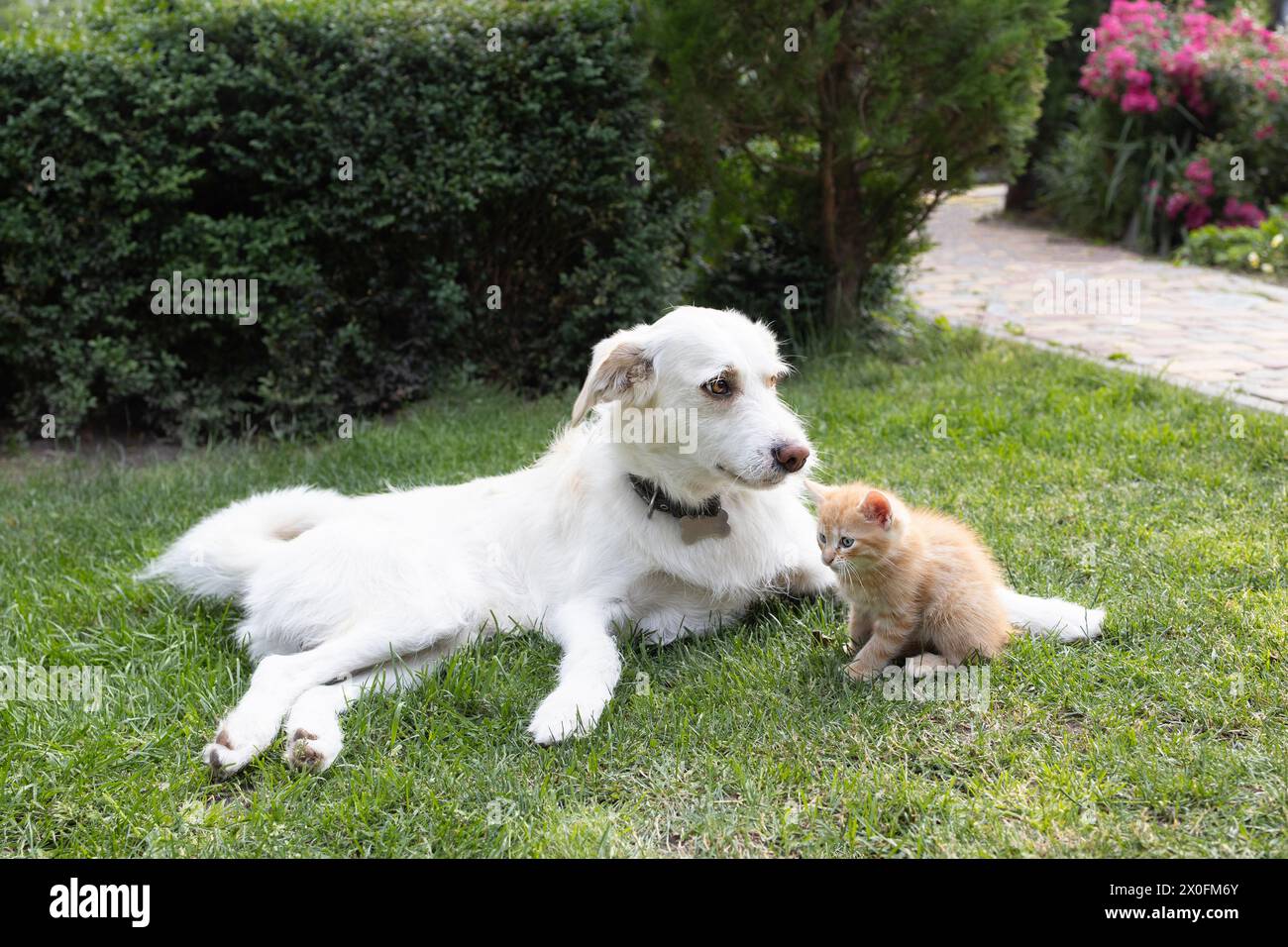 un grande cane bianco giace sull'erba, un piccolo gattino rosso si siede accanto a lui. Incontro amichevole di animali domestici, buoni rapporti tra animali, vivere insieme. Foto Stock