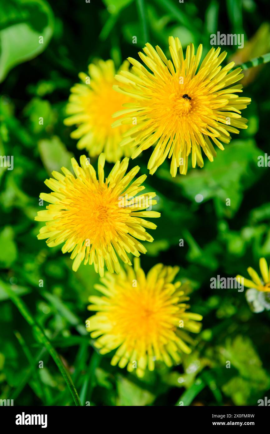 In una pittoresca scena di meraviglie della natura, tre leoni di colore giallo brillano brillantemente, simboleggiando resilienza e bellezza in mezzo alla semplicità e al Foto Stock