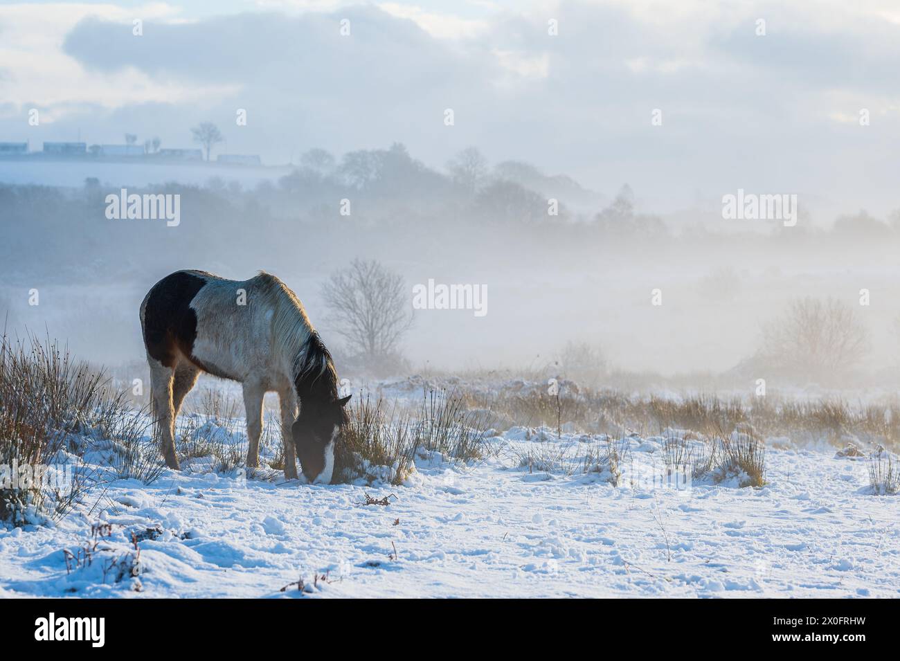 Cavalli selvaggi sulle colline gallesi. È un giorno d'inverno, e il terreno è coperto di neve, con una luce nebulosa tutto intorno Foto Stock