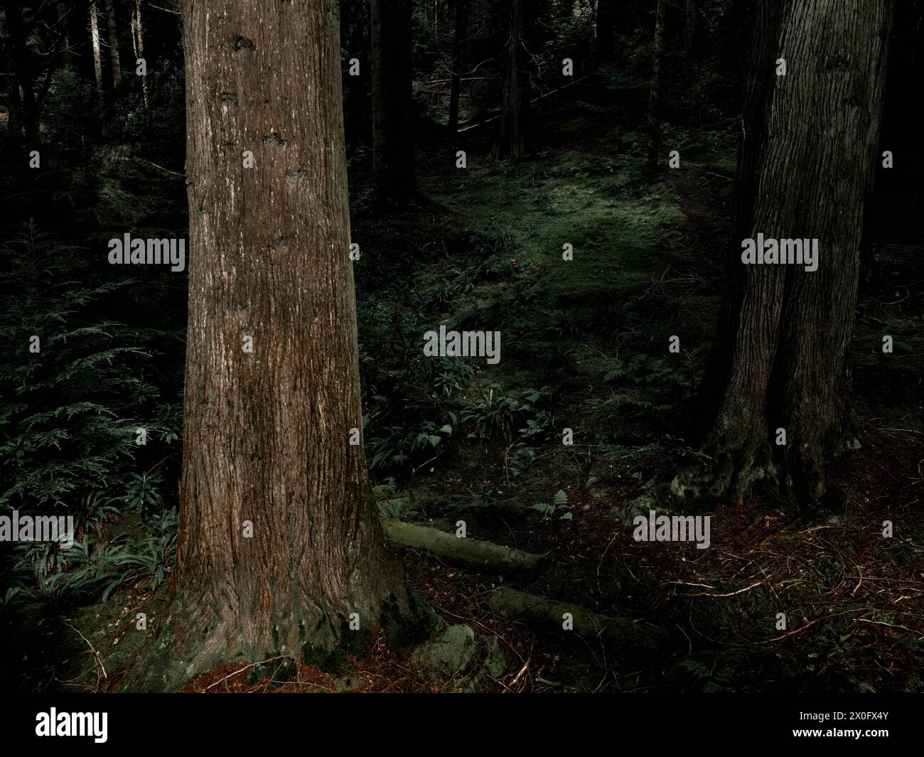 L'oscura flora interna della foresta di Benmore nell'Argyll Forest Park è un parco forestale situato sulla penisola di Cowal ad Argyll e Bute, Scozia, Regno Unito Foto Stock