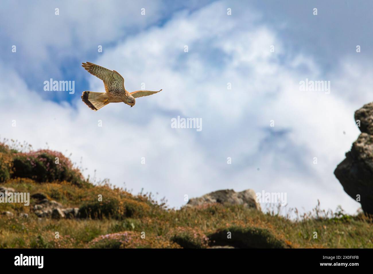 Kestrel, volando sulla prateria, St.ives, cornovaglia Foto Stock