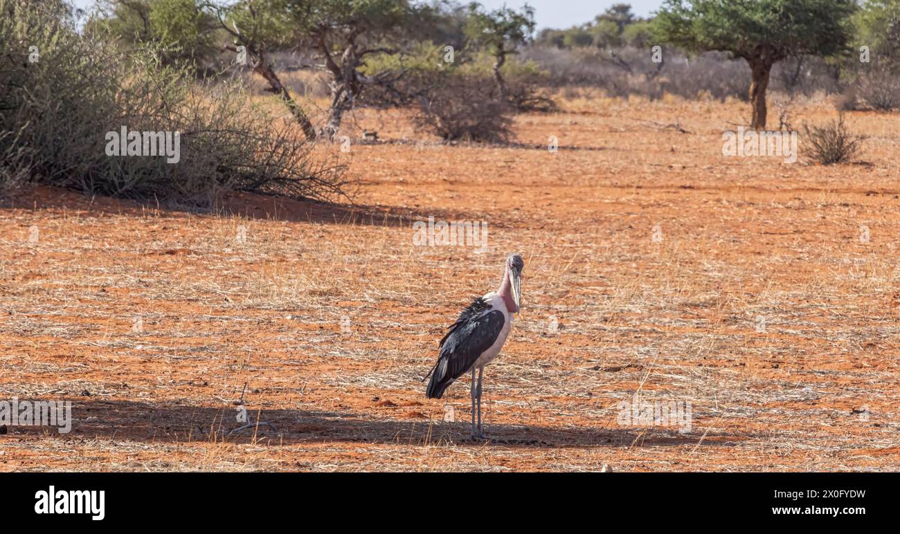 Foto di un uccello Marabu in piedi nella savana della Namibia durante il giorno Foto Stock