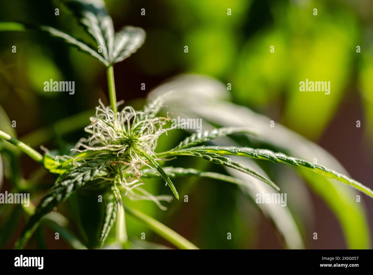 Foto di dettaglio del fiore di marijuana e delle foglie Foto Stock