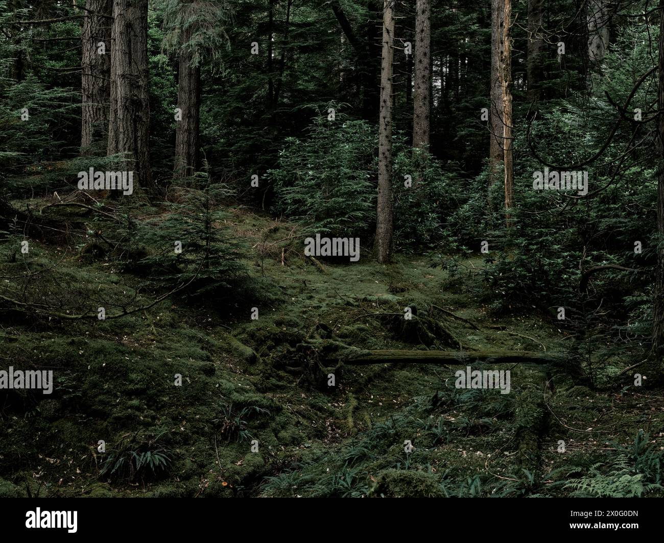 L'oscura flora interna della foresta di Benmore nell'Argyll Forest Park è un parco forestale situato sulla penisola di Cowal ad Argyll e Bute, Scozia, Regno Unito Foto Stock