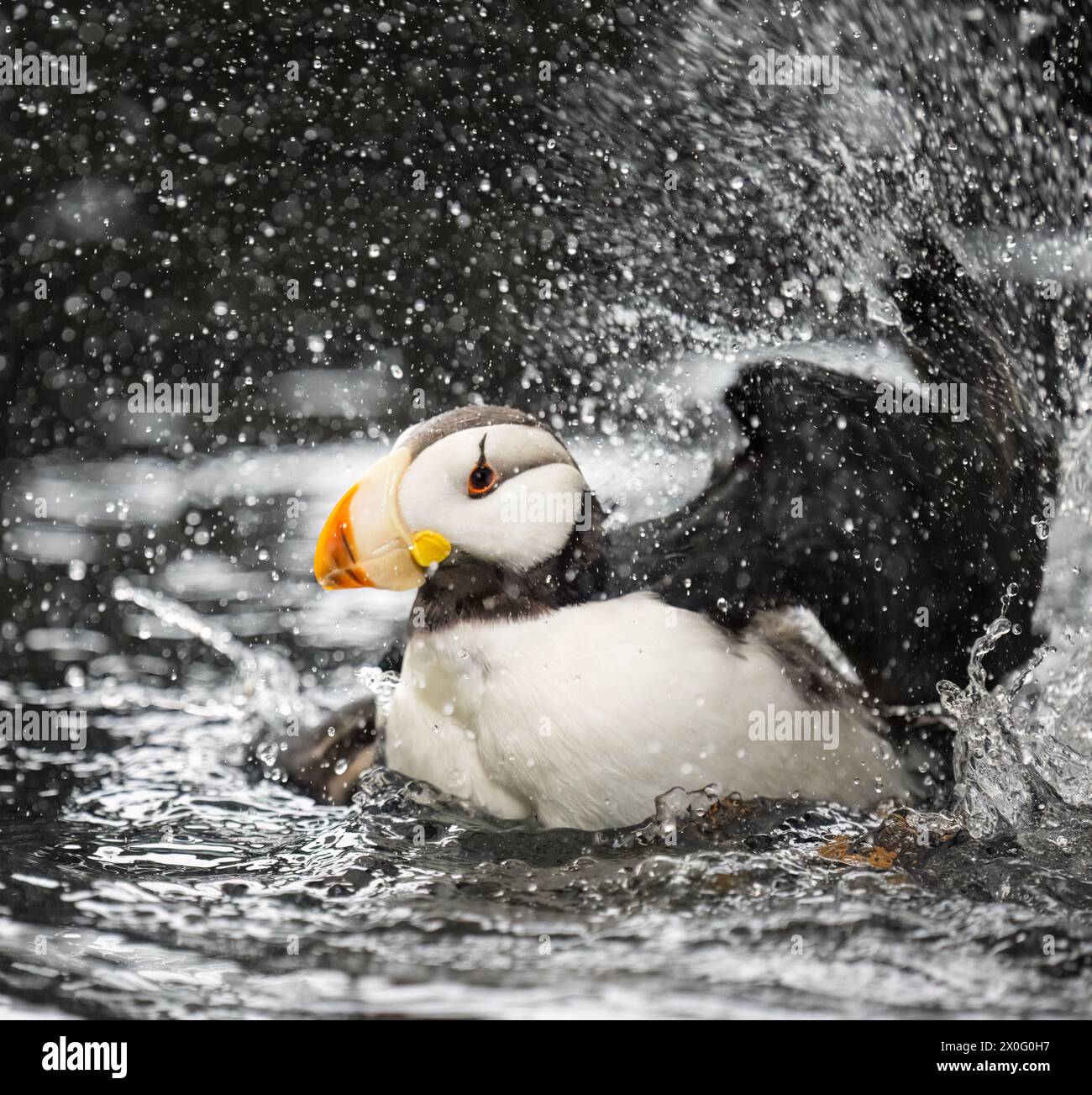 Puffin corna (Fratercula corniculata) che sbatte le ali in acqua, Alaska, USA. Foto Stock