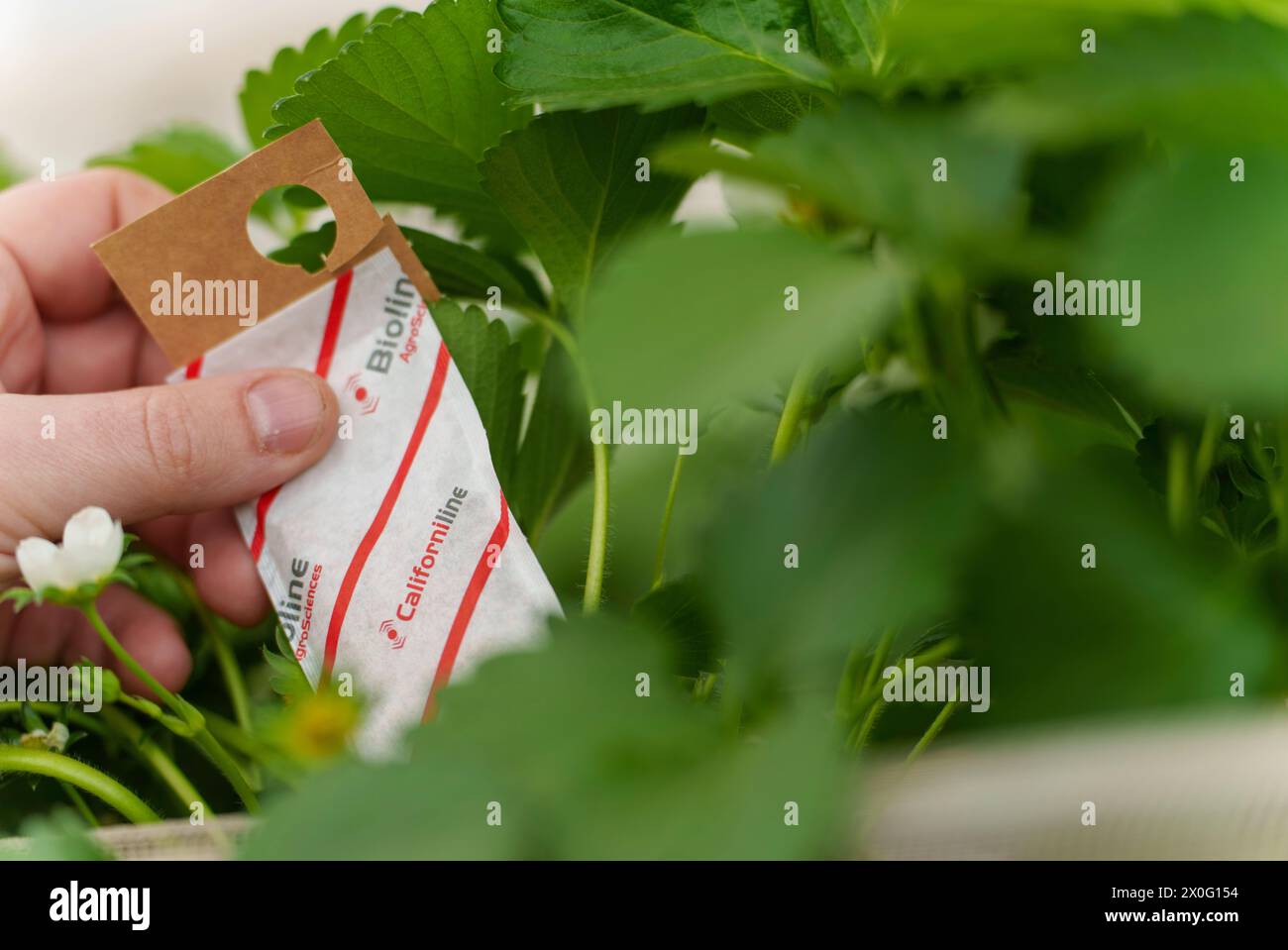 PRODUZIONE - 11 aprile 2024, Assia, Münzenberg: In questa fattoria, gli acari predatori sono utilizzati per il controllo biologico dei parassiti nella coltivazione delle fragole. L'azienda agricola della famiglia Reuhl "Wetterauer Früchtchen" si concentra sulla coltivazione di fragole e asparagi, oltre che sulla coltivazione di seminativi. Alcune fragole sono coltivate in tunnel di alluminio. Un altro pilastro dell'azienda familiare è l'self-marketing e la ristorazione. Foto: Andreas Arnold/dpa Foto Stock