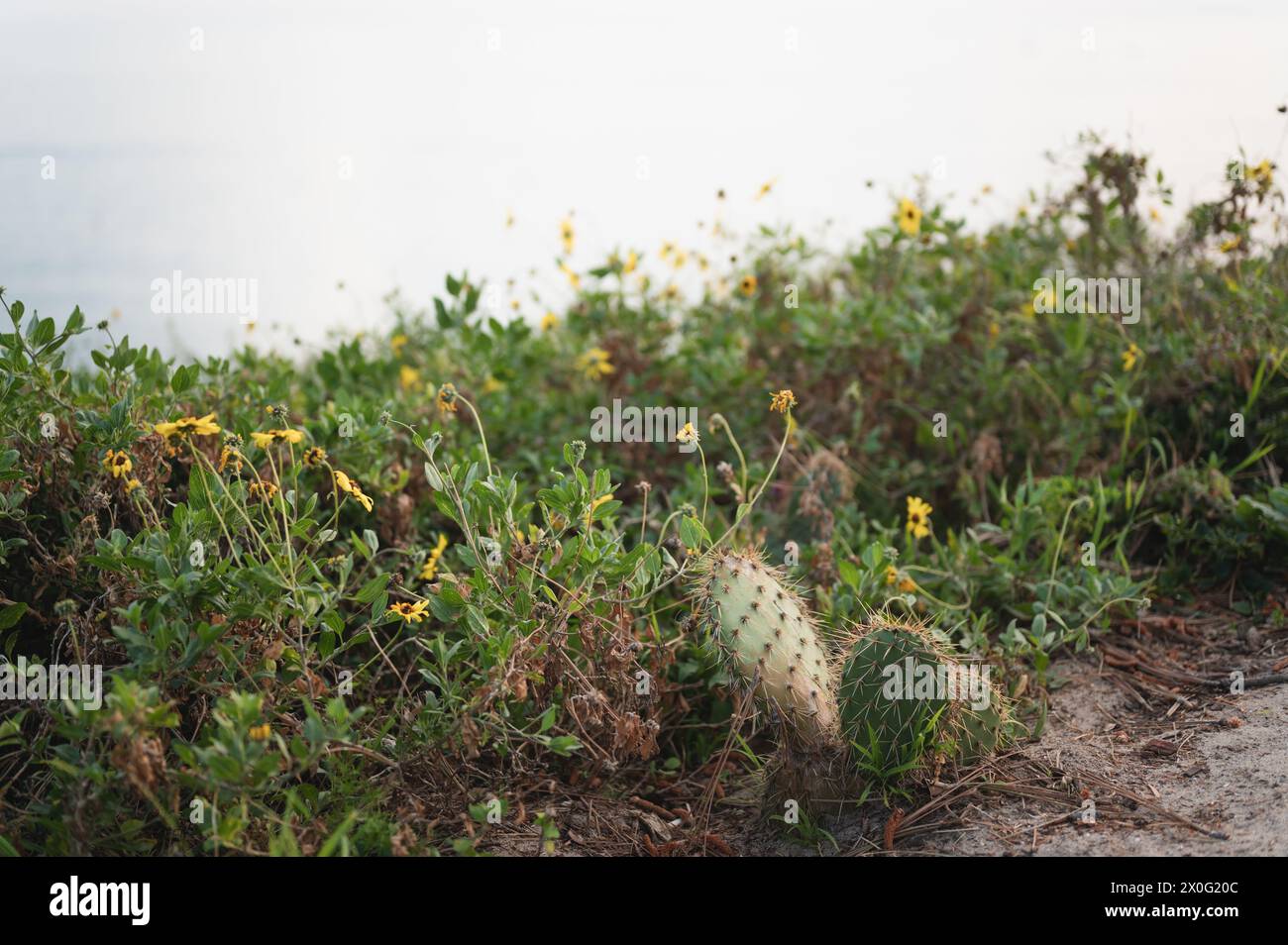 Cactus e fiori gialli a margherita lungo la costa vicino a Newport Beach Foto Stock