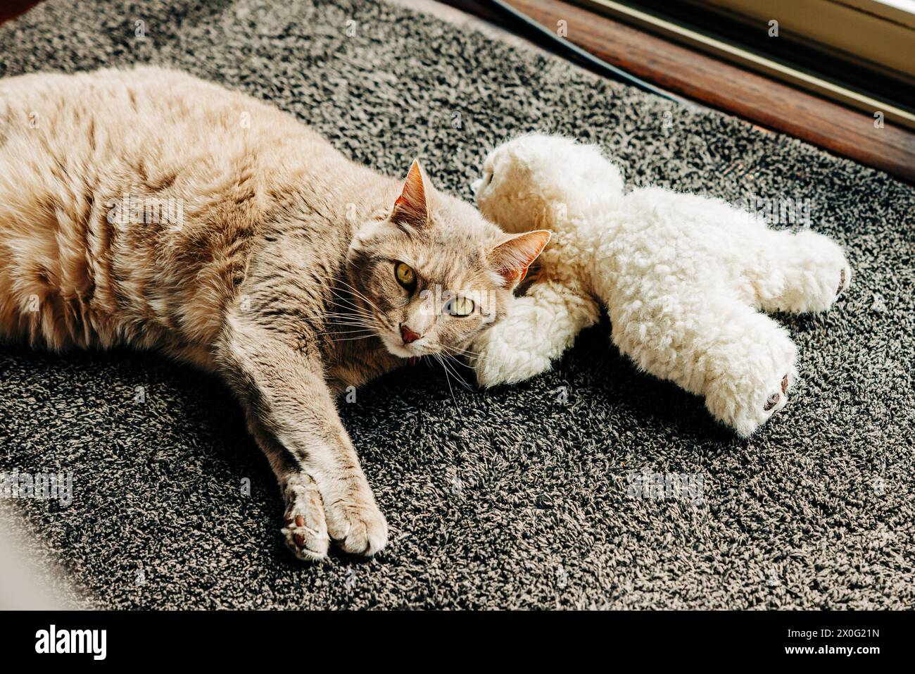 Gatto adulto Tabby che si accosta sul pavimento con orsacchiotto imbottito Foto Stock