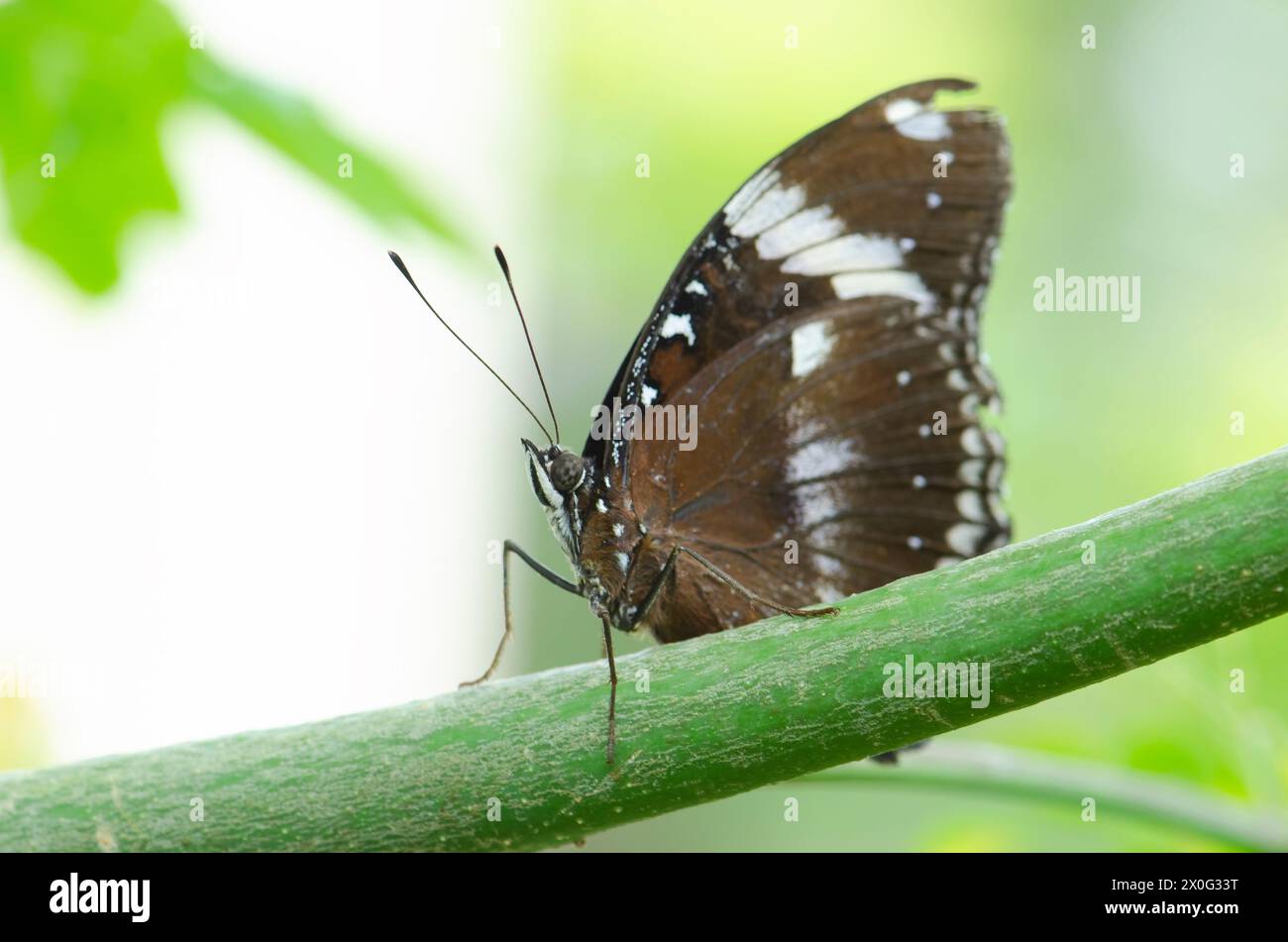 Farfalla marrone appoggiata su un gambo di papaya Foto Stock